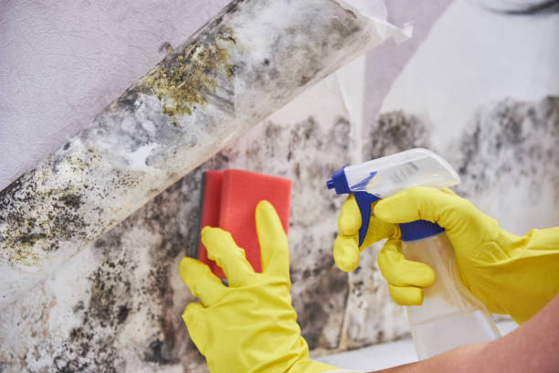 Reliable Elsmere, KY Mold Removal & Remediation Solutions